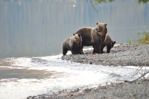 A family of grizzlies on Chilco Lake, In the South Chilcotin region to the north of Whistler. Photo: Jeremy William C2C Griizzly Initiative